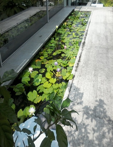 Fish Pond Sample